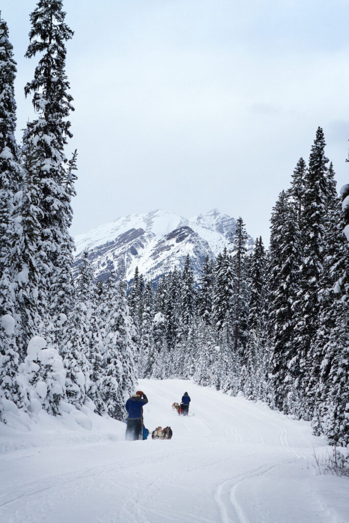 Dog Sledding Sweden