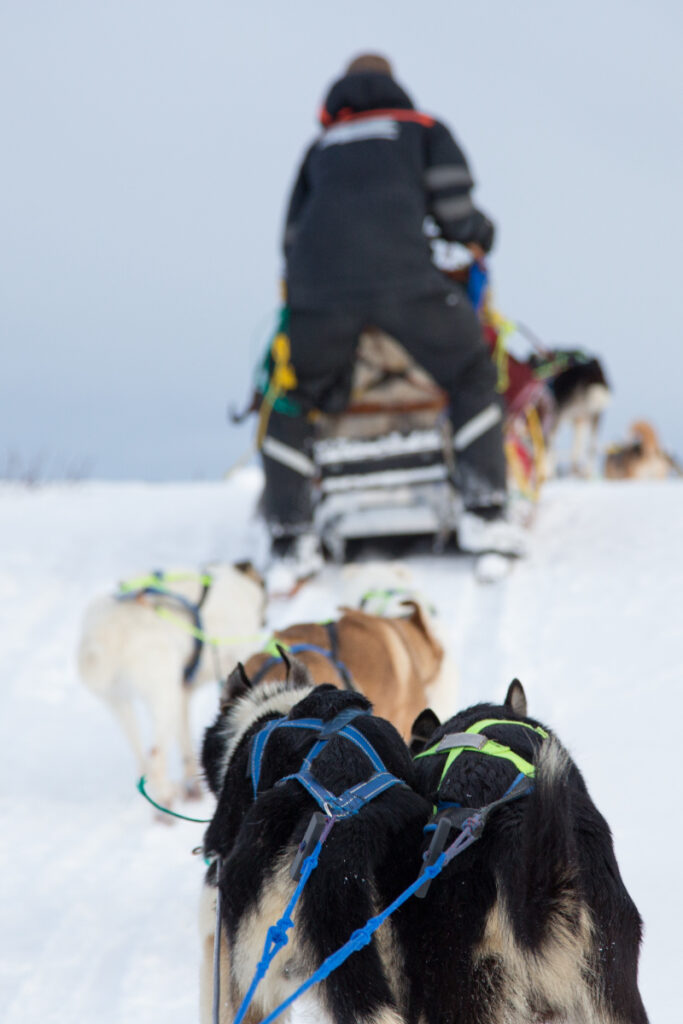 Dog Sledding in Helsinki