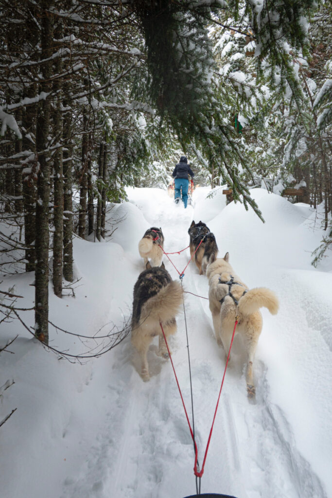 Dog Sledding in Kiruna