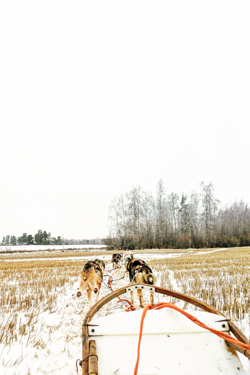 Dog Sledding in Lapland Finland