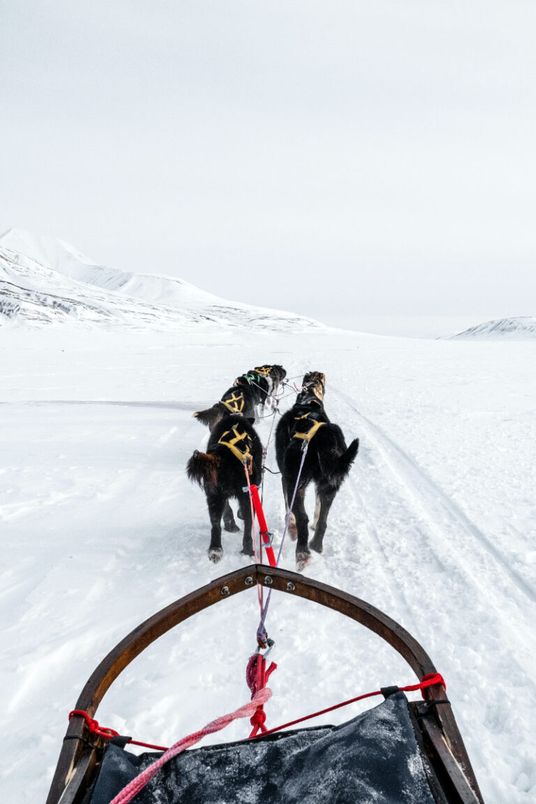 Dog Sledding in Sweden: A Thrilling Adventure in the Snowy Wilderness