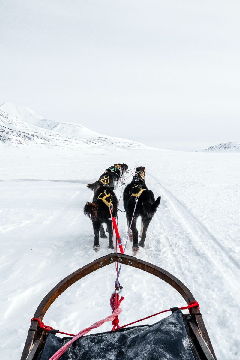 Dog Sledding in Sweden