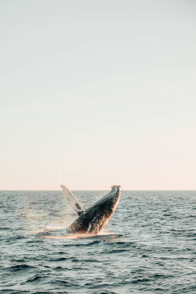Whale Watching in Scandinavia